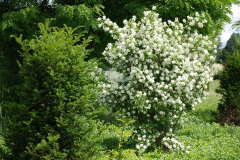 englischer_garten_03