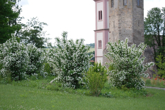 englischer_garten_04